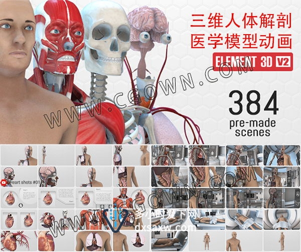 AE模板-E3D三维模型医学人体解剖学健康医疗展示演示动画视频工程