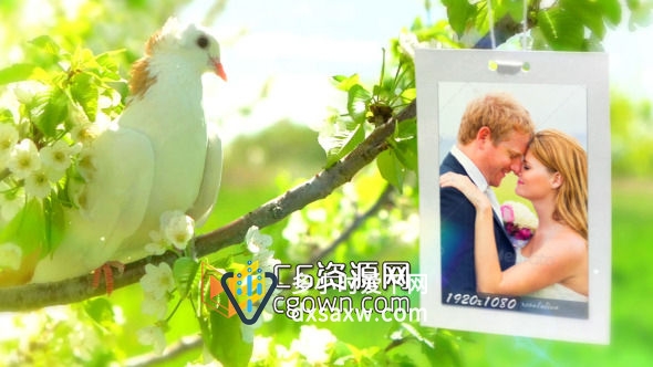 婚礼相册 鸽子为主题爱情故事 Videohive Wedding Photo Gallery – Doves Slideshow AE模板