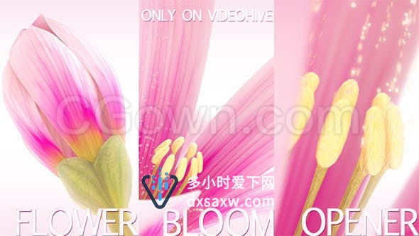 优雅干净百合花盛开花卉绽放标志展示瑜伽美容花店宣传视频-AE模板