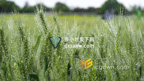 唯美毛毛细雨中绿油油的小麦农业产物农作物