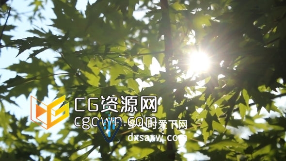 温暖阳光穿过树叶清风吹拂全高清视频素材 VideoHive Leaf In The Sun