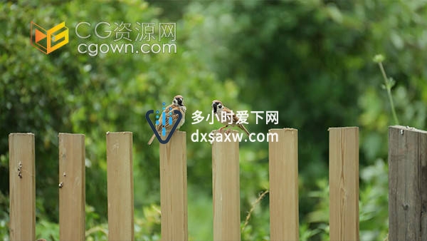 麻雀小鸟鸟儿在木头栅栏歇息鸟类实拍视频