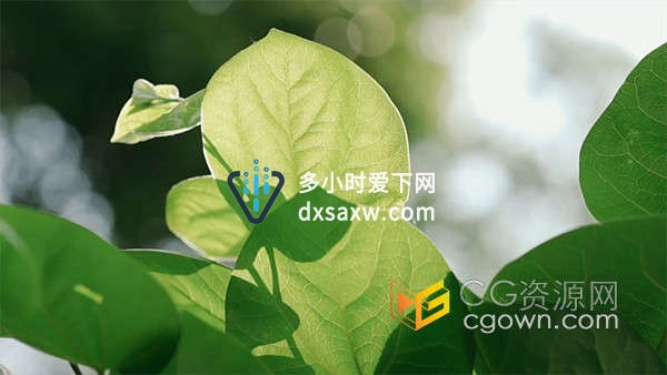 农作物自然风景空镜头树叶透光实拍视频素材