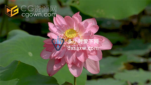 实拍唯美夏天池塘里绽放的荷花视频素材