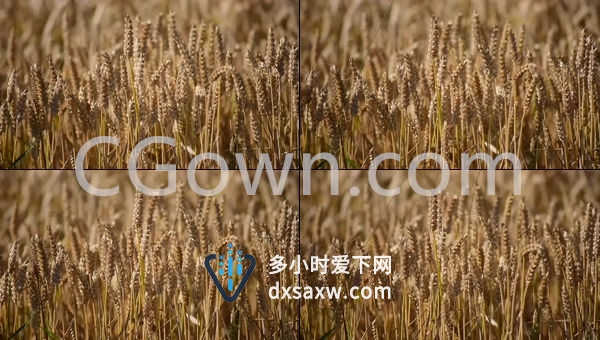 麦田小麦农业谷物粮食高清实拍视频素材可商用