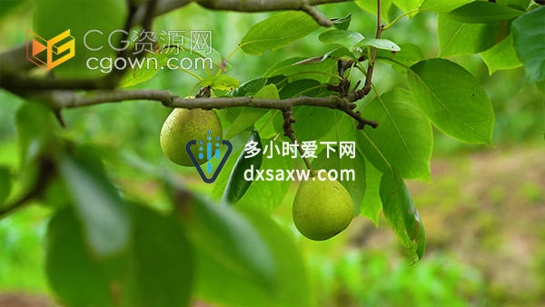 夏天农村田园果树上的水果青梨农业实拍视频