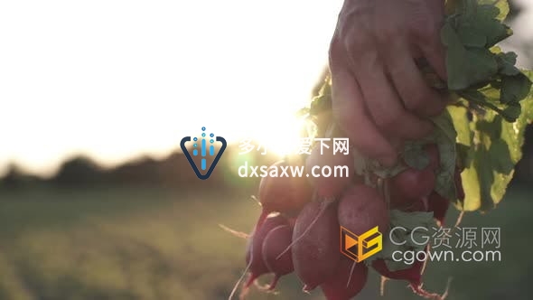 视频素材-实拍手提一把带叶新鲜水果萝卜有机蔬菜绿色健康食品素材