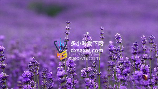 夏天唯美的解忧公主薰衣草园景区实拍视频素材