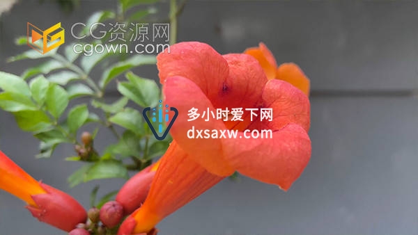 实拍室内盆栽喇叭花火红色花朵盛开视频素材