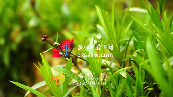 春天阳光下的小草植物特写镜头实拍视频素材