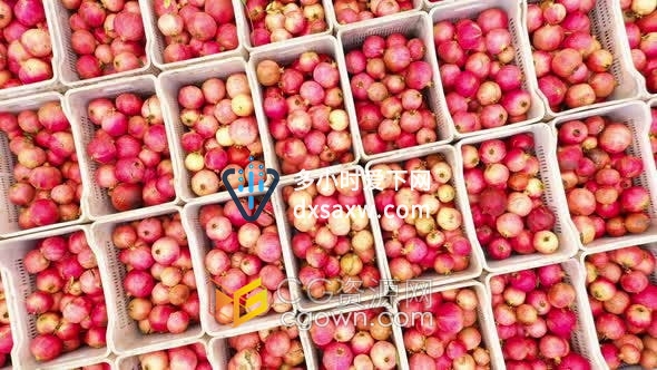 鸟瞰航拍装有石榴果实箱盒农场热带水果收获实拍视频素材
