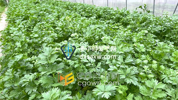 大棚里种植的有机绿色芹菜农业宣传实拍视频素材