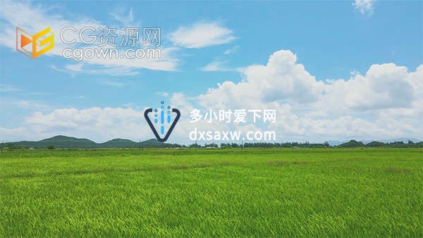 实拍蓝天白云下绿油油水稻麦浪农业经济发展视频素材