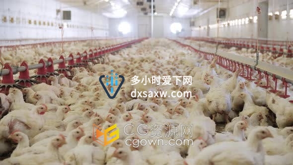 实拍素材-养鸡场农场生产家禽养殖人工喂养视频素材