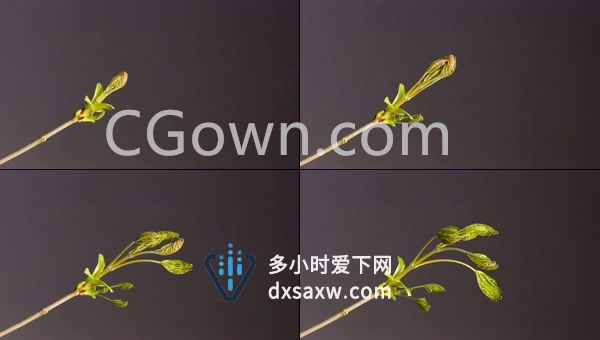 春季觉醒实拍发芽叶子萌芽植物生长过程可商用4K视频素材