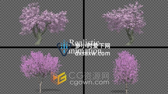 视频素材-4组开满樱花桃树抠像好的带Alpha透明通道素材