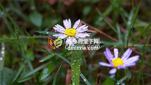 雨后的小清新彩色野菊花特写实拍视频素材