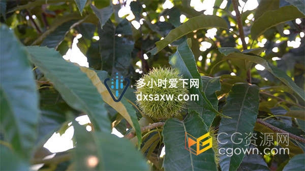 丹东板栗生长在树上乡村农业特写镜头实拍视频素材