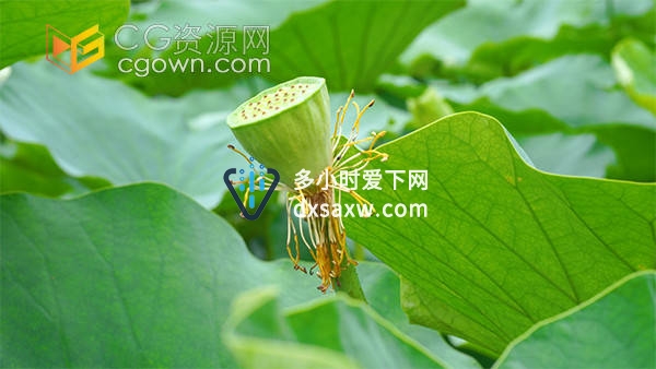 夏日风光荷花里的莲蓬果实意境视频素材