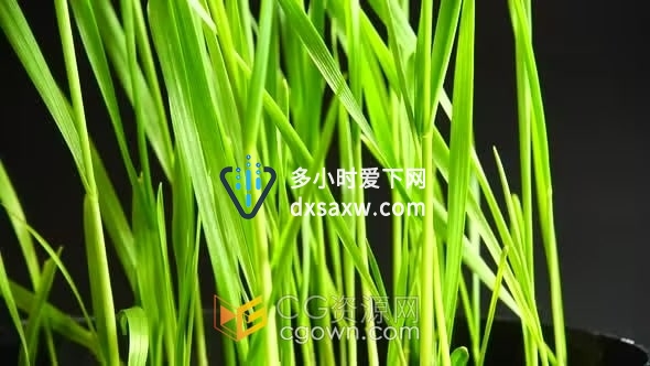 实拍素材-发芽的种子禾苗小麦粒农业合物生物学植物生长视频素材