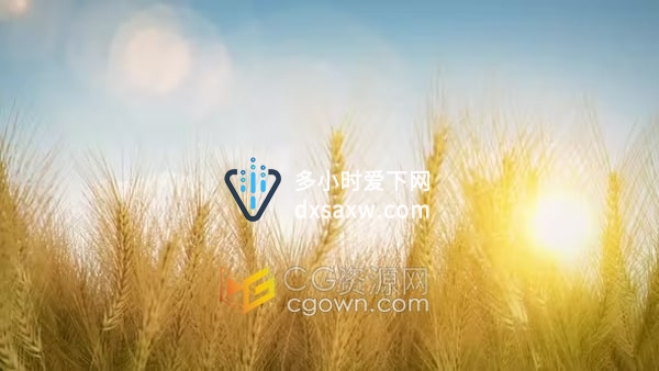 小麦/大麦/黑麦田阳光明媚日子风景视频素材下载