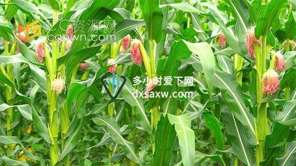 实拍雨后成熟的的玉米地农村自然风景视频素材