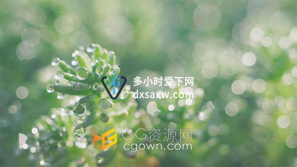 4K初春阳光下虚实光斑植物上的水滴实拍视频素材