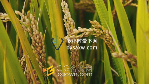 农田金色稻田麦穗收获的季节实拍视频素材