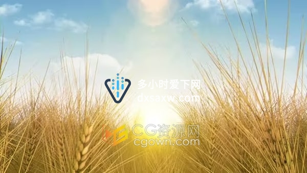 农业谷物农场麦田风光CG场景映射投影背景视频素材