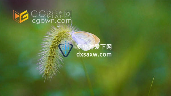 实拍蝴蝶停在花草上特写自然风景实拍视频素材