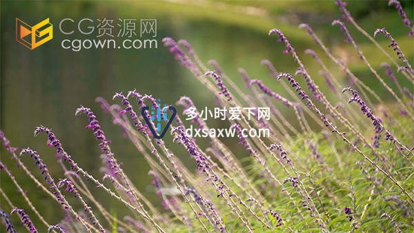 实拍唯美薰衣草花苗随风摆动视频素材