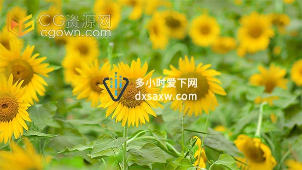 唯美气氛夏季盛开的向日葵花朵植物实拍视频素材