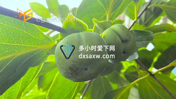 夏季水果柿子树柿子果实农业种植实拍视频素材