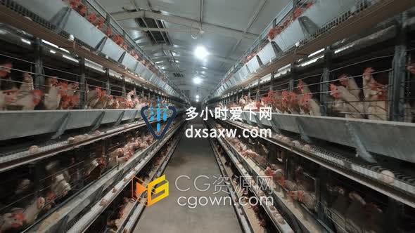 室内鸡育种鸟类孵化养殖鸡笼养家禽生产有机食品实拍视频