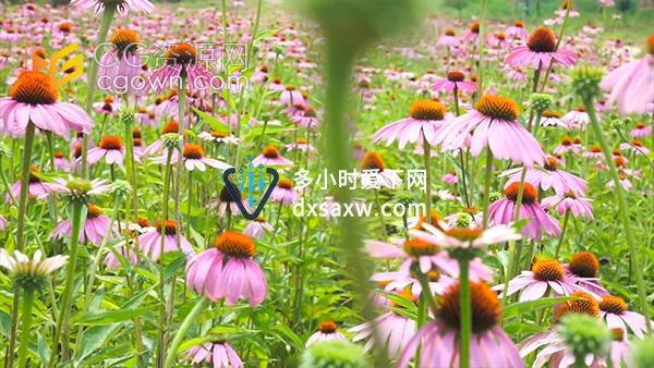 野外盛开夏日风景粉色花朵松果菊实拍视频素材