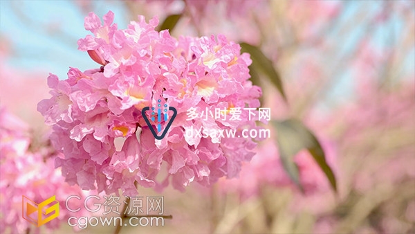 实拍唯美春暖花开粉色风铃花球植物视频素材