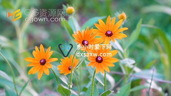 实拍户外唯美夏日菊花鲜花花卉意境视频素材