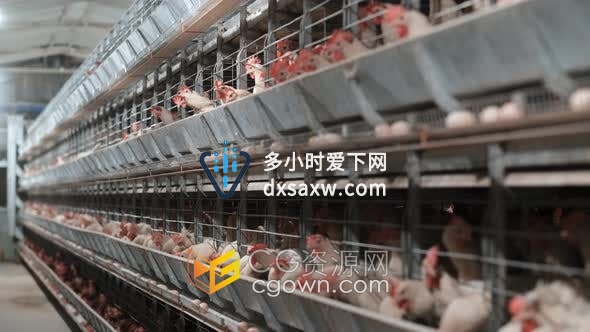 家禽鸡肉农业室内养鸡厂实拍视频素材下载
