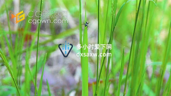 实拍草叶上的蚂蚁虫子黑蚁视频素材