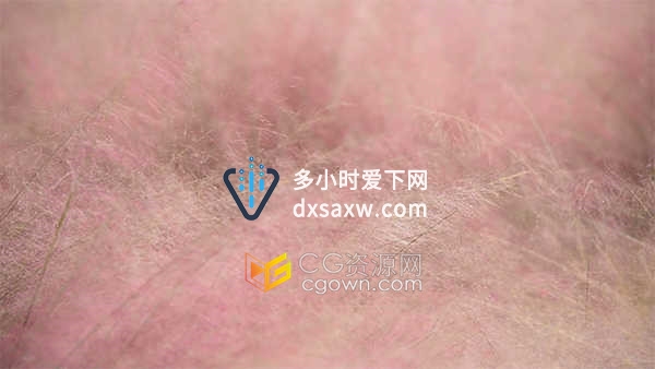 漂亮唯美粉黛乱子草风景空镜实拍视频素材