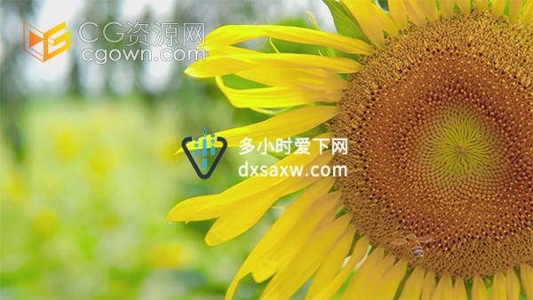 夏日清新向日葵上小蜜蜂采蜜自然风景视频素材