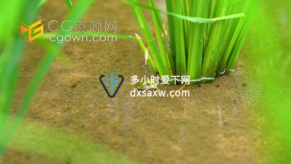夏季农村田野间的青蛙动物自然实拍视频素材