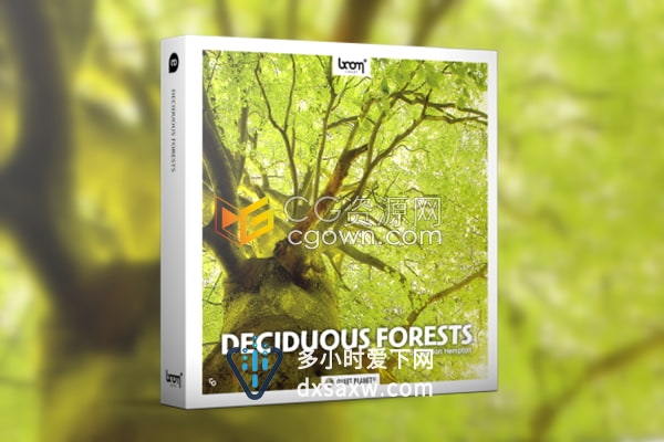 音频素材-纯净清新落叶林森林氛围鸣禽和昆虫的声音