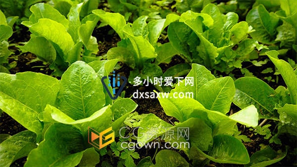 新鲜绿色有机蔬菜青菜农作物实拍视频