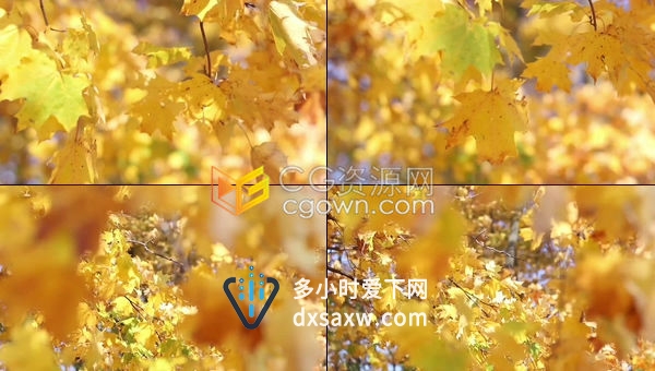 树影斑驳实拍秋天金黄色枫叶在风中摇曳视频素材下载