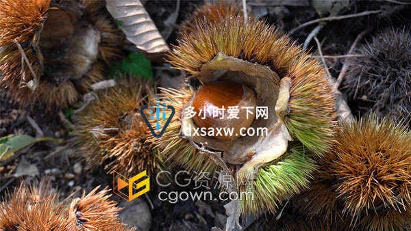 板栗生长丰收农业产区空镜头实拍视频素材
