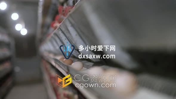 现代家禽养殖场生产鸡蛋大量鸡生蛋传送带被转移到包装厂实拍视频