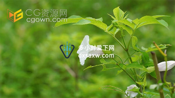 实拍唯美夏日风光牵牛花自然空境视频素材