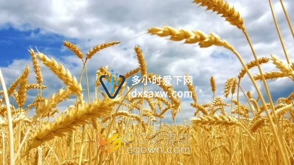 实拍素材-蓝天白云下成熟麦田金黄小麦在微风下摇曳农业谷物农作物