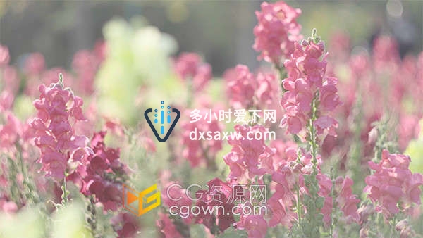 唯美逆光下的粉色鲜花丛风景实拍视频素材